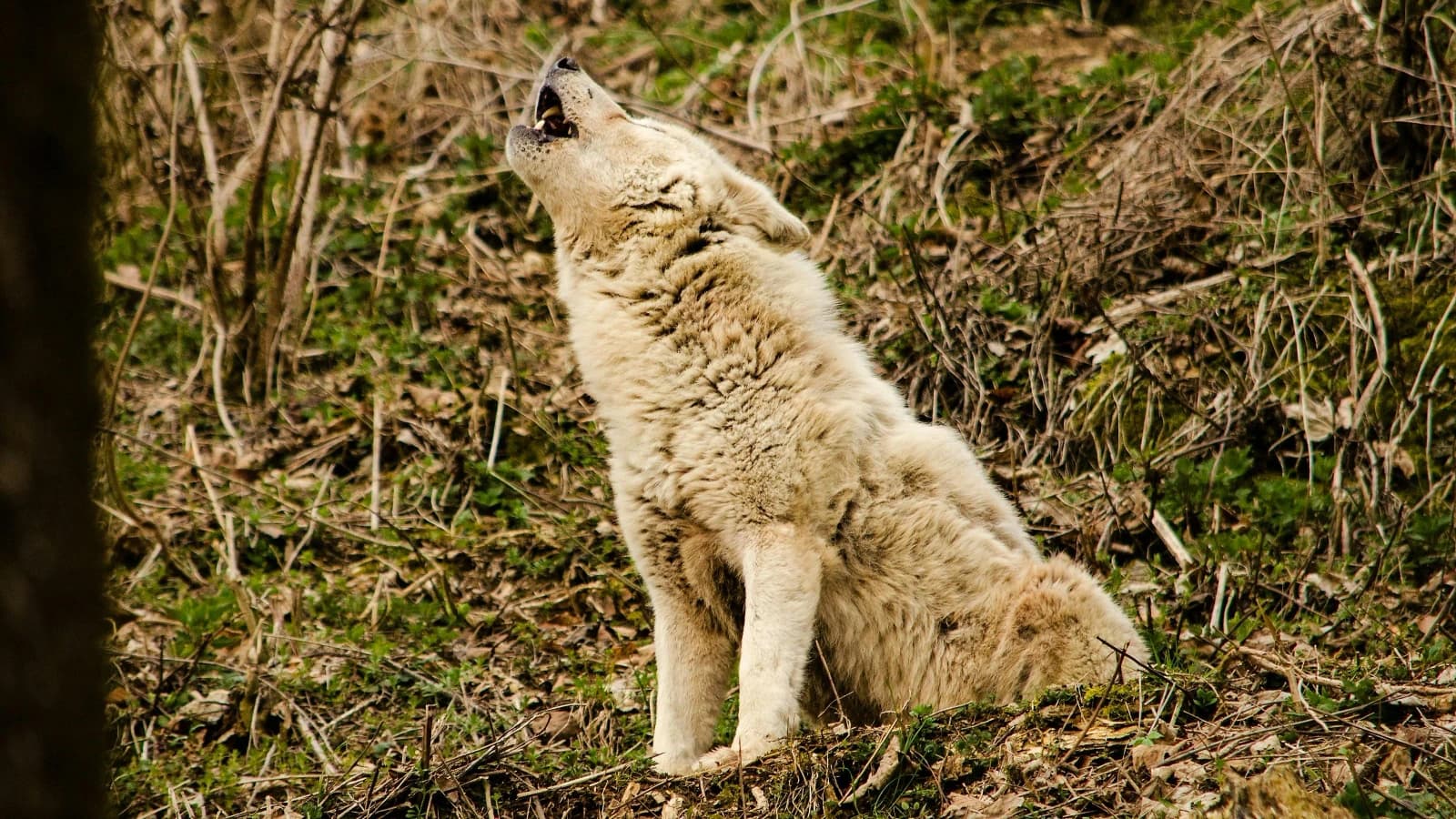 Charge buffalo app mới nhất 07/2026: trải nghiệm thực tế đăng ký & rút tiền · GI8